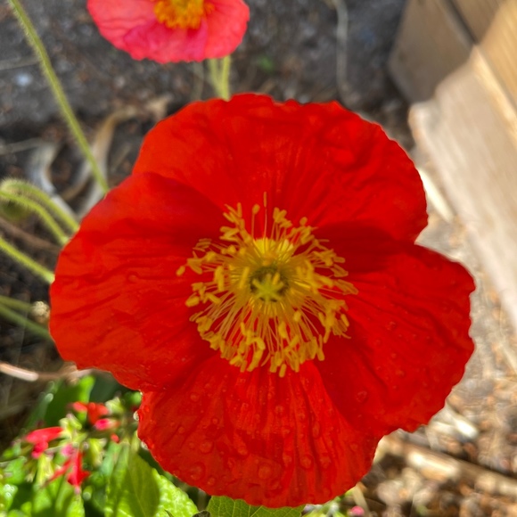 Meet your Posher, Susan - Picture 1 of 1